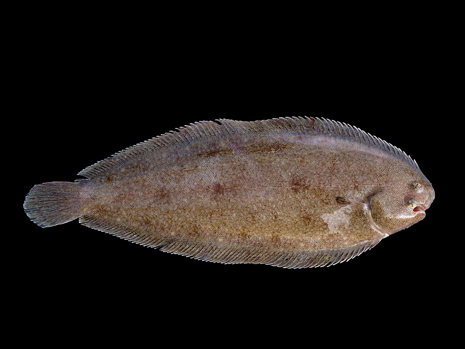 Морской язык